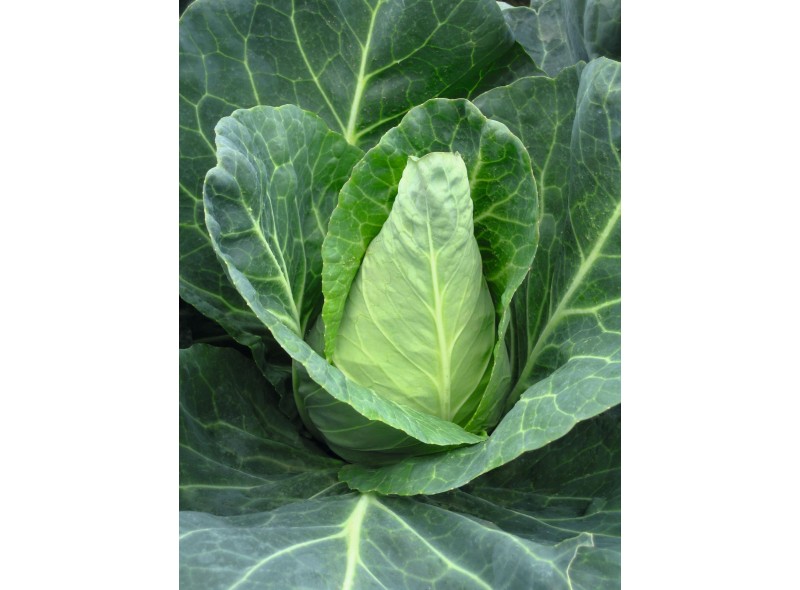 Семена капусты коничной Агро F1 (65 дней) (2500 сем.) Lark Seeds